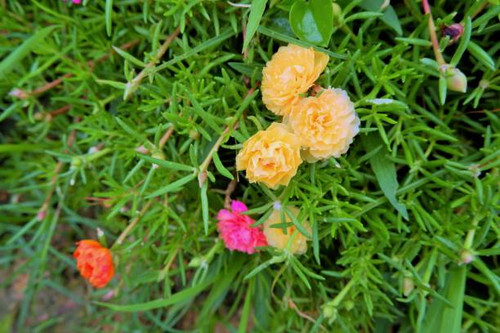 Small flowers that bloom naturally at the edge of the forest.jpg
