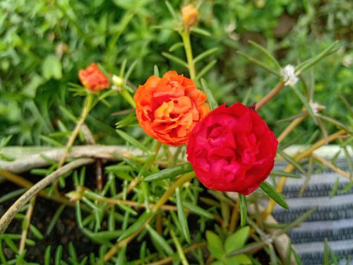 Small orange and red flowers..jpg