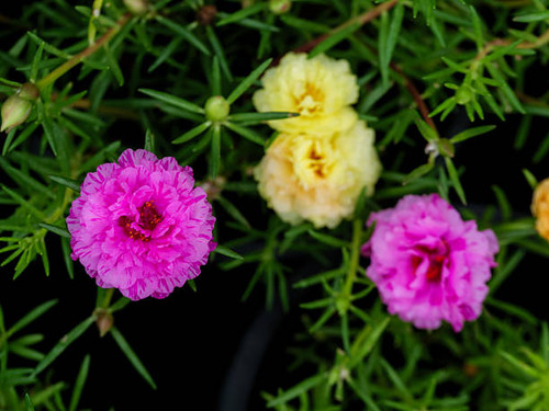 A vivid red moss rose flower in full bloom with bright yellow stamens, set against soft green and wh.jpg