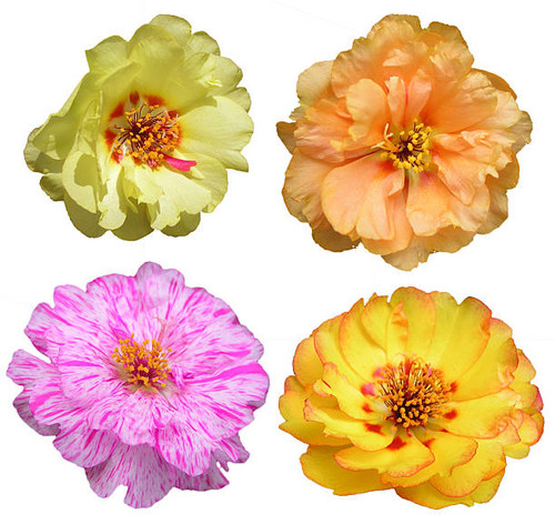 stonecrop blossoms.jpg