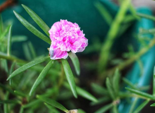 This flower grows like grass, you don't need to be confused about planting it, just pick it and bury.jpg