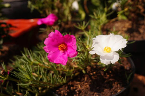Photo of a pink and white flowers.jpg