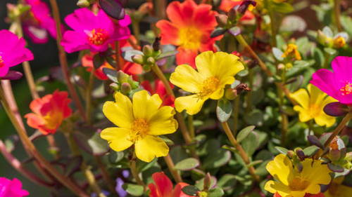 Two large-flowered purslane bright yellow flowers with yellow centers.jpg