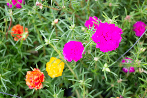 Variety of plants and flowers at flower market, stock photo.jpg