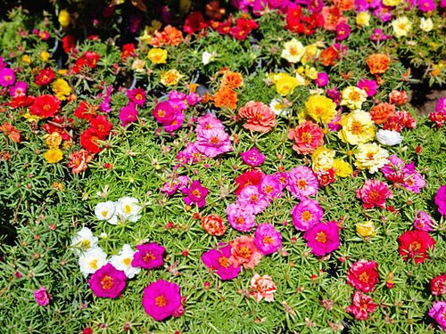 Abundant, colorful moss rose (Portulaca) flowers creating a vibrant, sunlit floral carpet.jpg