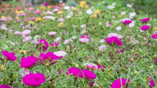 Timelapse of beautiful colourful flower, pink white yellow and purple color in blooming nature in su.jpg