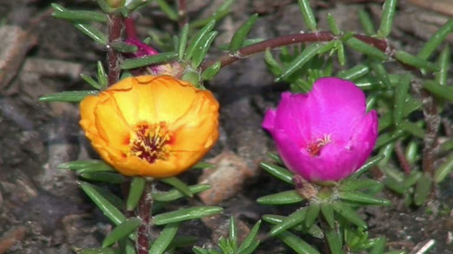 Time-lapse of flowers in a field opening on sun light. Movements are caused by wind strikes..jpg
