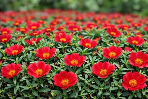 Bright Red Sun Rose Portulaca 3.jpg