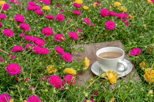 white ceramic coffee cup in the nature, on wood material..jpg