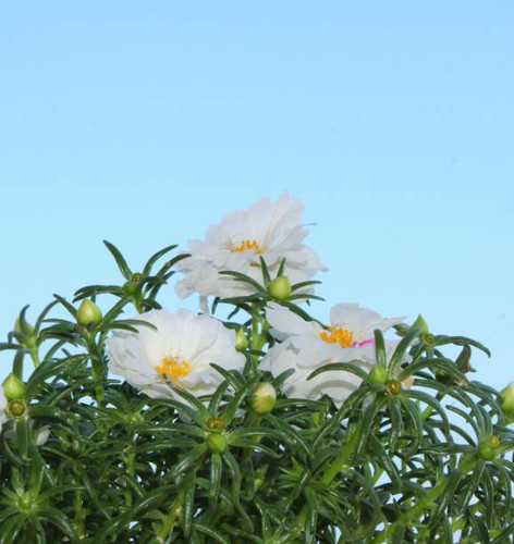 White flowers.jpg