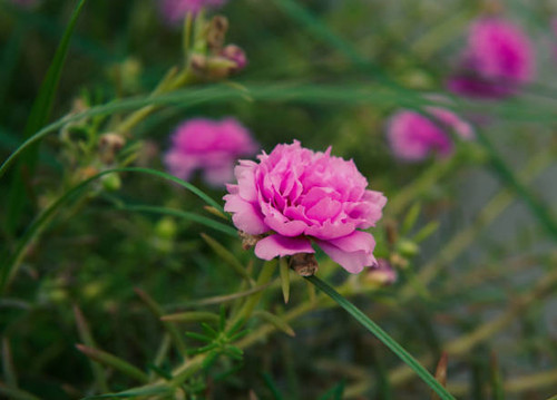 Wild pink Flower in green grass field.jpg
