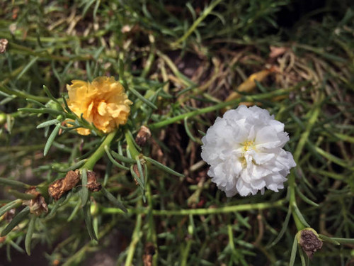Little Hogweed or Pusley flower on green background and out focus yellow flower..jpg