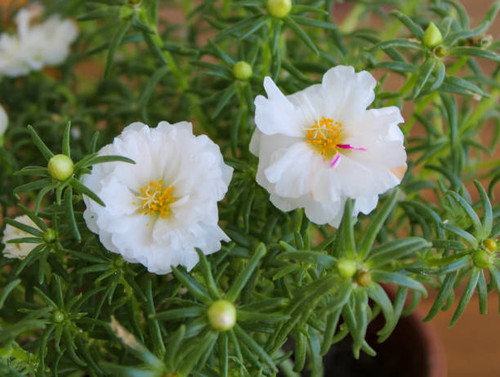 White flowers Portulaca.jpg