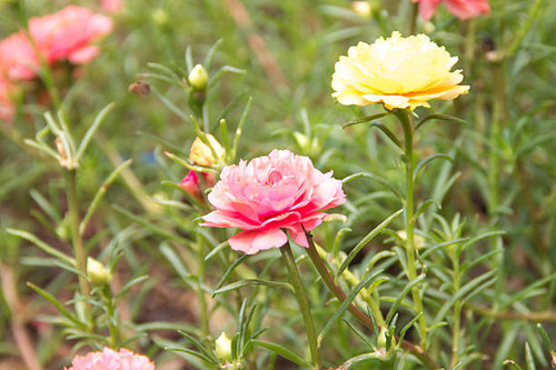 the beatiful flower.jpg