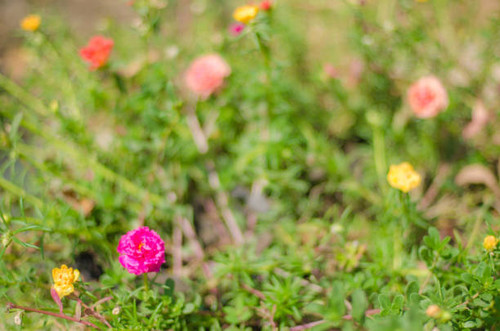 Pink  Flower green glass background texture..jpg