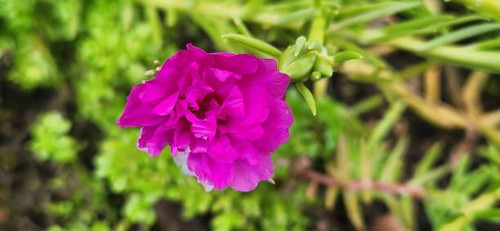 Portulaca grandiflora, commonly known as moss rose or sun plant, is a succulent plant that stands ou.jpg