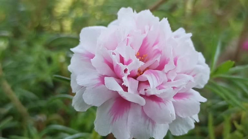 pink and white combination flower in my garden.jpg