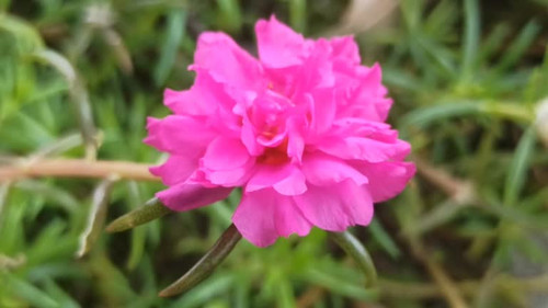 Pink flower in my garden.jpg