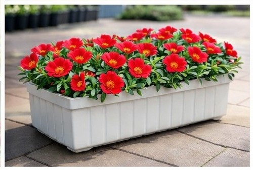 Bright Red Sun Rose Portulaca 14.jpg