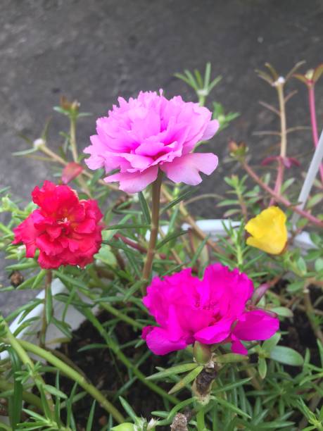 a picture where various colors of purslane flowers are in a pot, which makes it more attractive.jpg