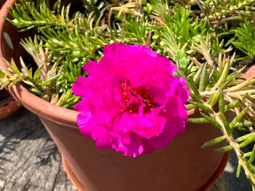 Beautiful rose flower.jpg