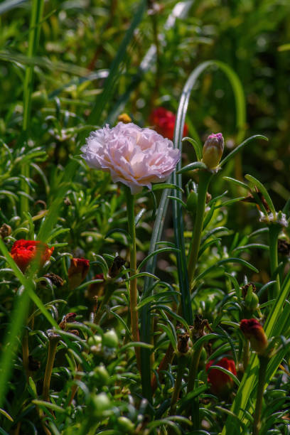 Scientific name: Rosa centifolia var. muscosa. blooms at nine in the morning. beautiful to look. pin.jpg
