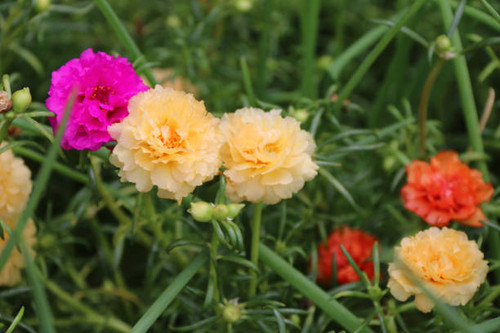 the flower with green leaves background..jpg
