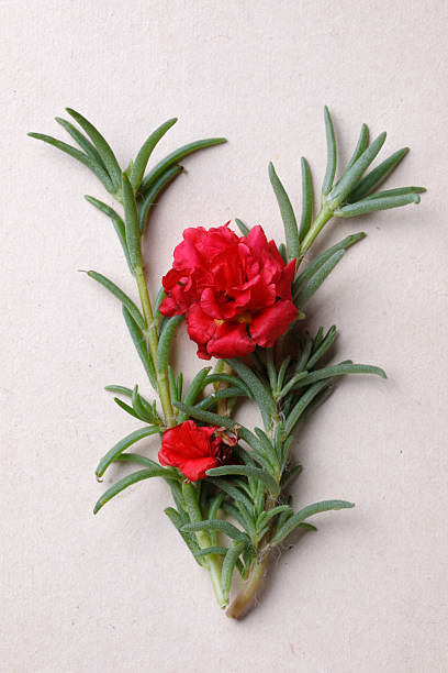 Red moss roses on white paper.jpg