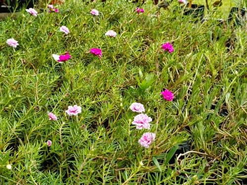 The beautifull ground rose.jpg