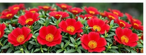 Bright Red Sun Rose Portulaca 10.jpg