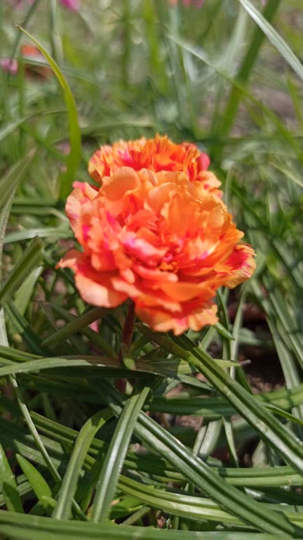 Rosa centifolia muscosa in the garden.jpg