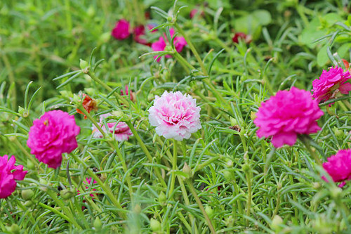 Rose mose or Purslane close up.jpg