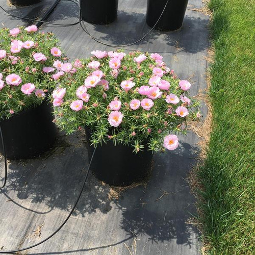 Sundial Pink Portulaca 5.jpg