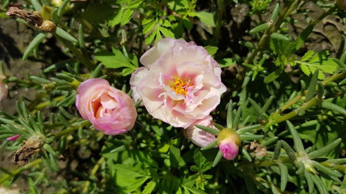 Floral backdrop. Blooming flowers close-up. Natural blossom backgrounds. Springtime and summertime c.jpg