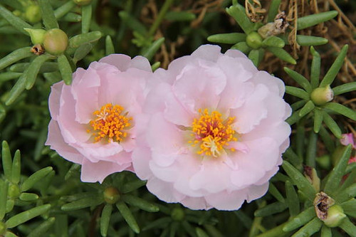 two pink moss roses together..jpg