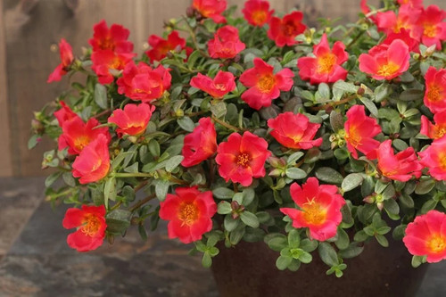mojave red portulaca portulaca umbraticola proven winners 15893.jpg