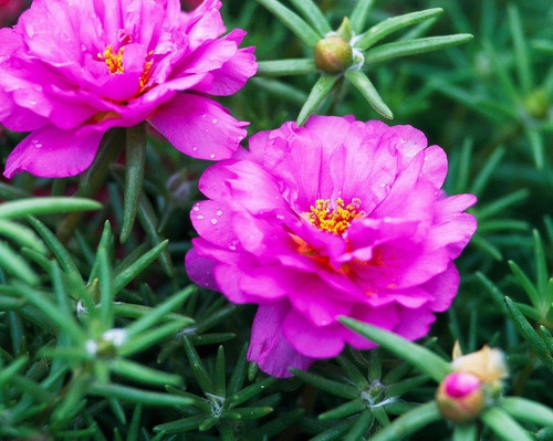 81xeGH8Pc1L. SL1500 .jpg