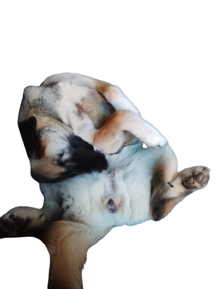 5572.png