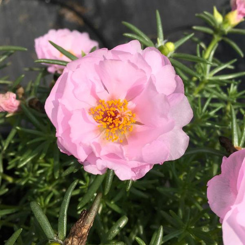 Sundial Pink Portulaca 1.jpg