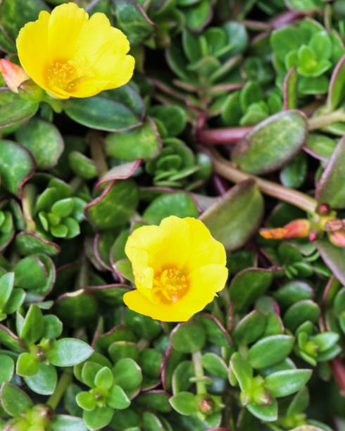 Close up of Portulaca oleracea flower in garden.jpg