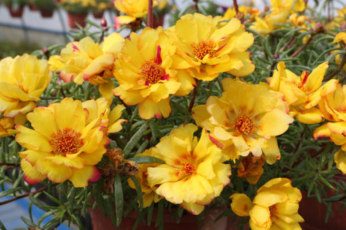 Portulaca oleracea (common purslane, little hogweed or pursley). Yellow flowers in flower pot in gar.jpg