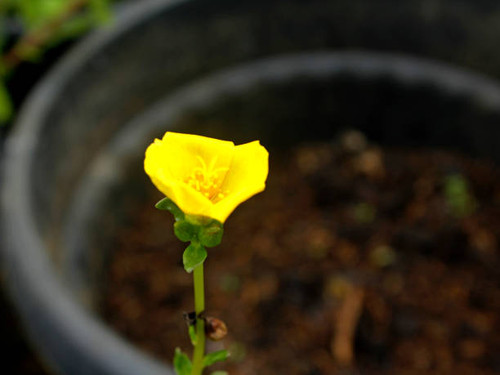 Purslane (Portulaca) is a genus of plants from the Portulacaceae family. There are around 40-100 spe.jpg