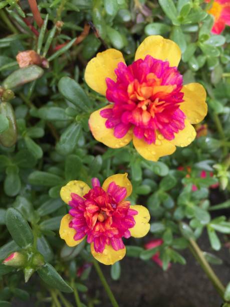 Portulaca oleracea or pusley flower on tree in tropical garden.jpg