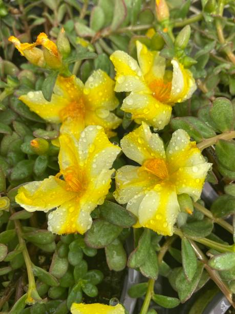 White and yellow stripped Portulaca flowers.jpg