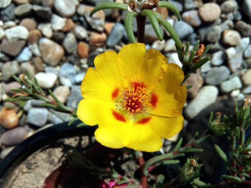 Shrubby purslane (Portulaca suffrutescens) flower.jpg
