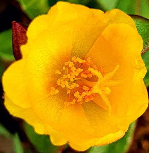 small yellow purslane flower in the park.jpg