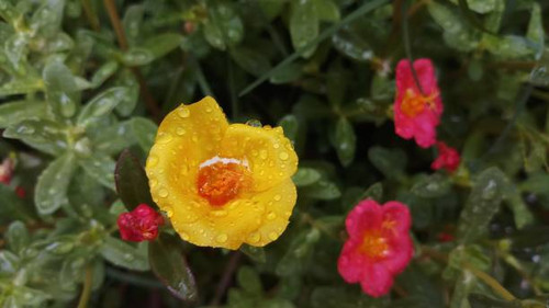 Water drops  enhance the beauty of flower.jpg