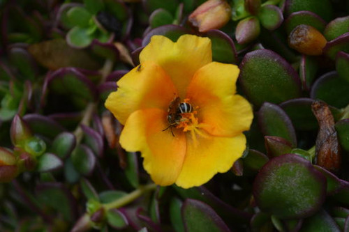 A yellow jacket bee visits a flower..jpg