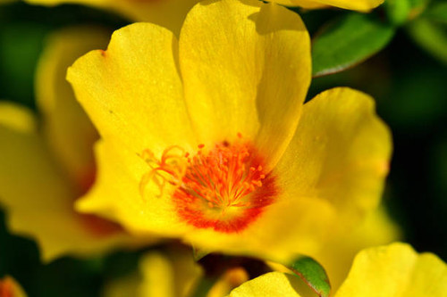 Portulaca, also known as moss rose or purslane, is beautiful flower which is popular for summer flow.jpg