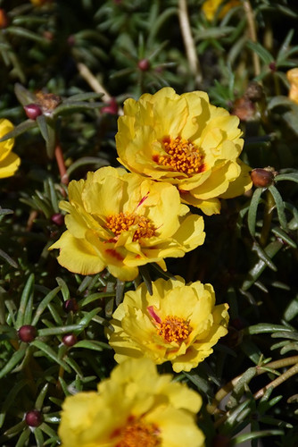 Happy Hour Banana Portulaca 1.jpg